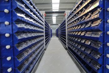 Nuôi cua biển trong thùng nhựa bằng công nghệ RAS