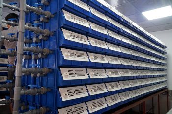 Độc - lạ Việt Nam: Nuôi loại cua biển thơm ngon đứng đầu tất cả các loại cua ở... trong nhà