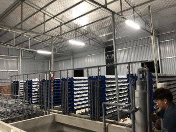 Nuôi cua biển trong nhà rộng 300 m2 ở Hà Nội