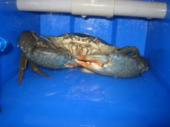 Người đầu tiên ở Hà Nội nuôi cua biển trong nhà - VNExpress