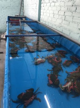 Nhà nông vui vẻ: Nuôi cua cốm mang lại giá trị dinh dưỡng cao