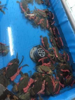 NUÔI CUA BIỂN TRONG NHÀ THU LÃI CAO